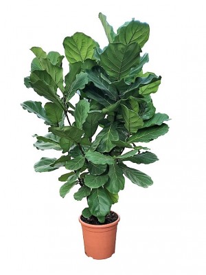 Ficus Lyrata árbol (DISPONIBLE SOLO PARA MADRID)