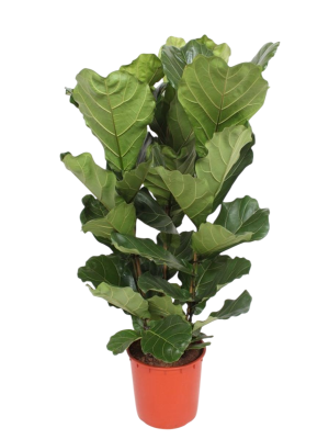 Ficus Lyrata 120