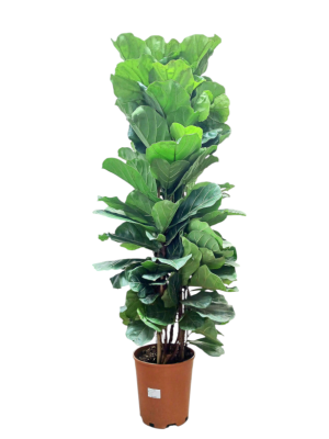 Ficus Lyrata Grupo 180cm