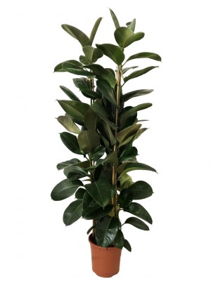 Ficus robusta M30 (DISPONIBLE SOLO PARA MADRID)