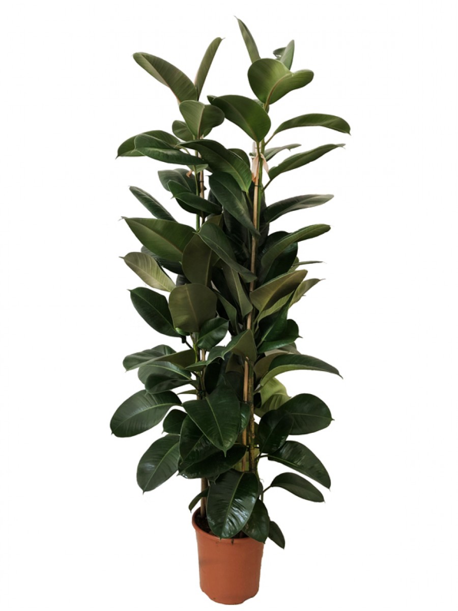 Ficus robusta M30 (DISPONIBLE SOLO PARA MADRID)