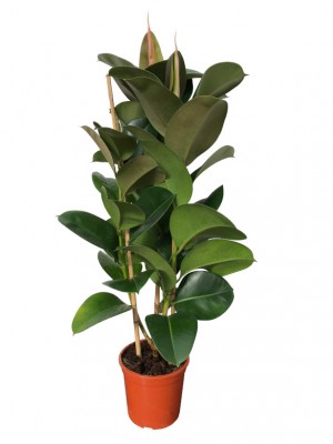 Ficus robusta 