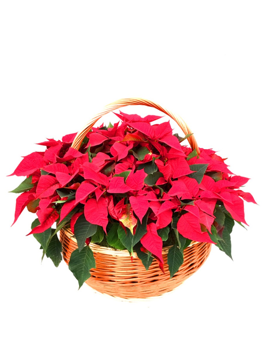 Cesta de   flores de pascua XXL DISPONIBLE SOLO PARA MADRID