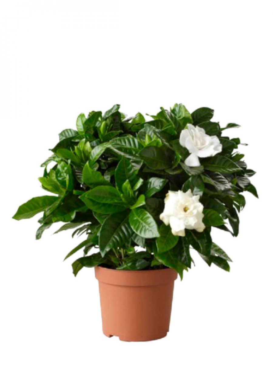 Gardenia