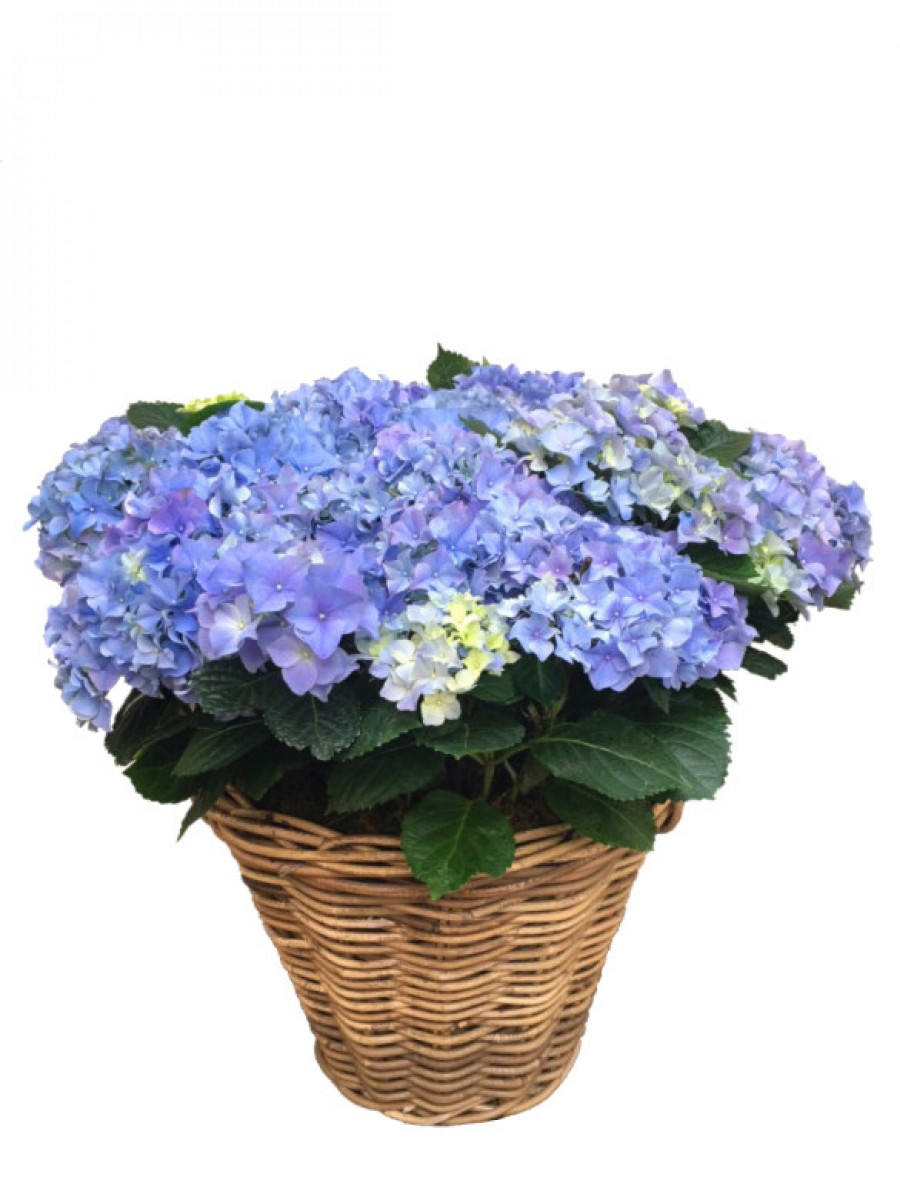 Cesta grande de hortensias azules