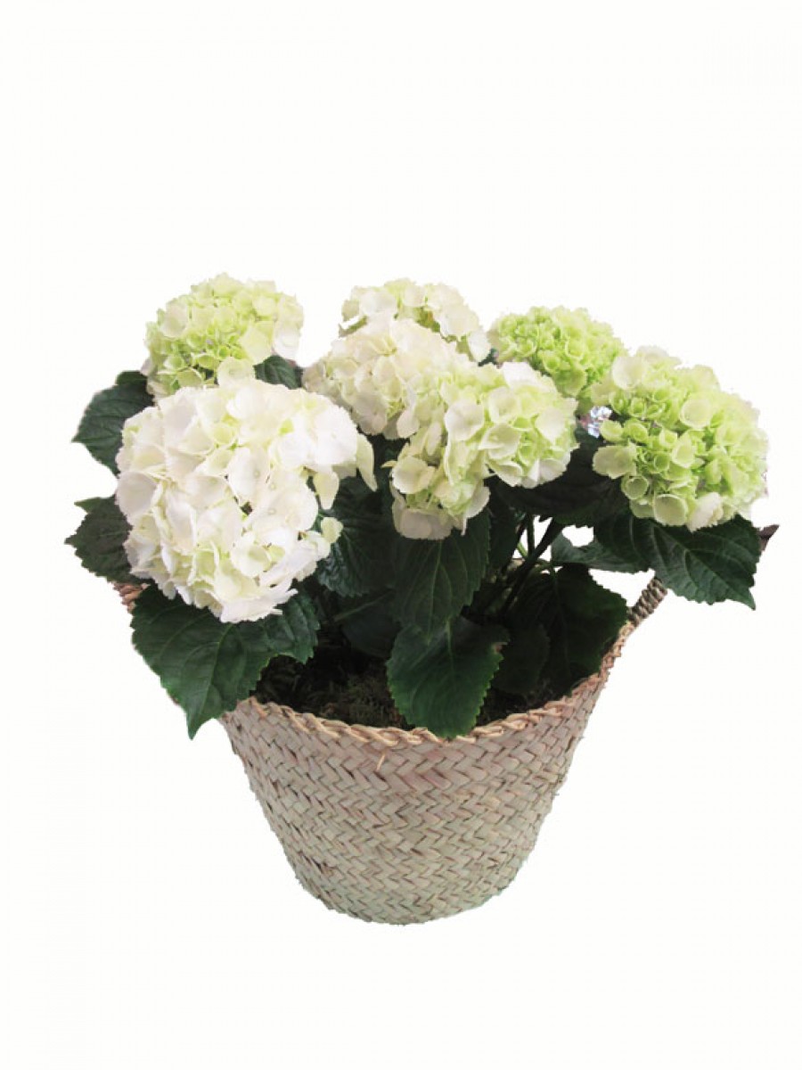 Cesta de una hortensia blanca