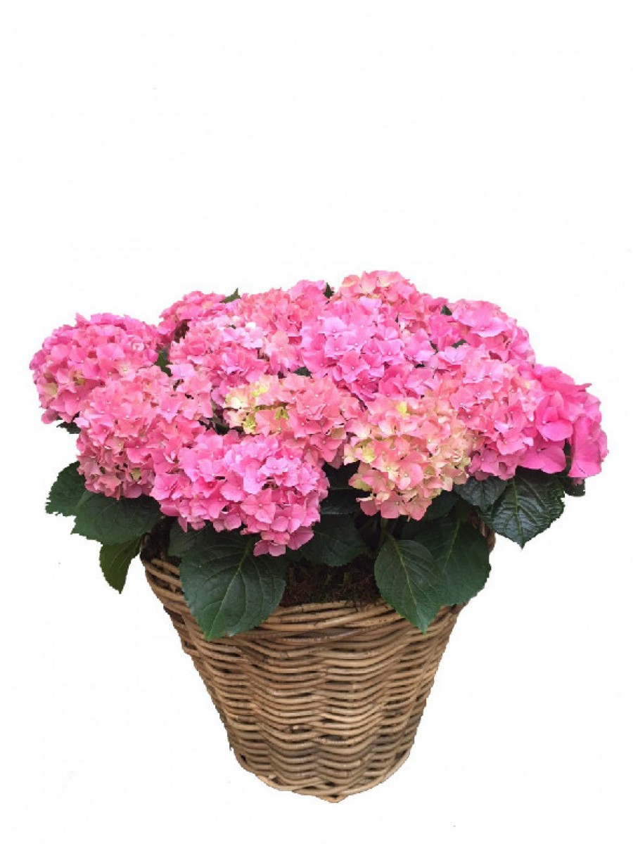 Cesta grande de hortensias rosas 