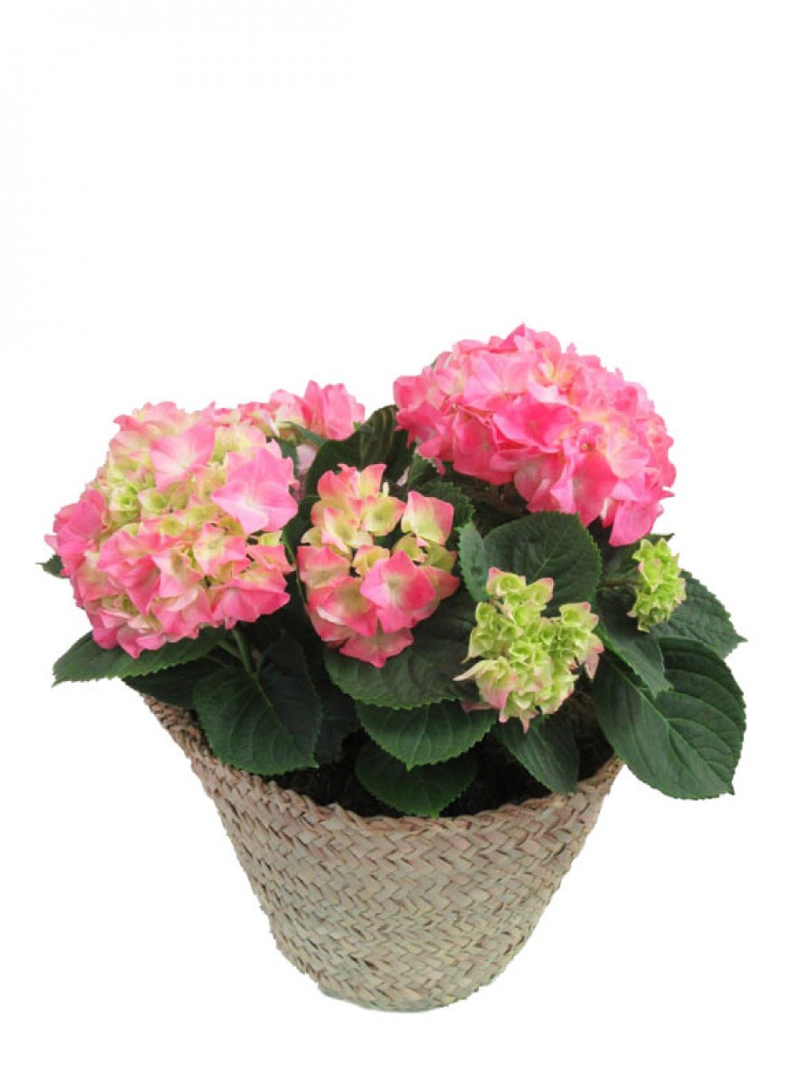 Cesta de una hortensia rosa