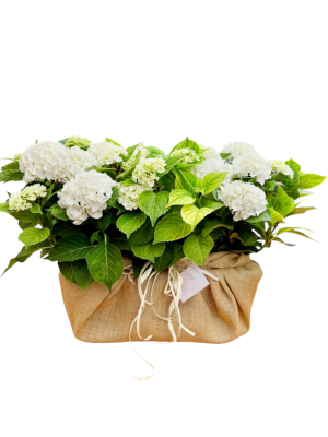 Hortensias Blancas en arpillera