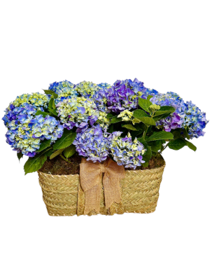 Cesta de hortensias azules
