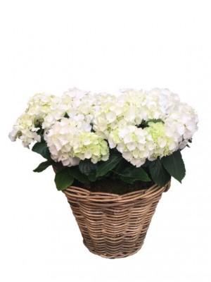 Cesta grande de hortensias blancas 