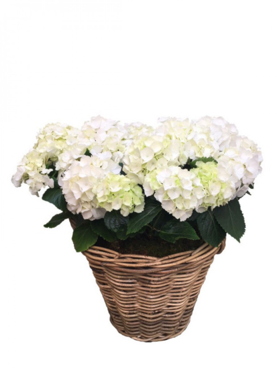 Cesta grande de hortensias blancas 