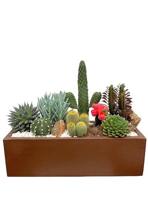 Jardinera de  cactus variados