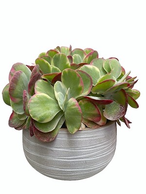 Kalanchoe Thyrsiflora en cerámica