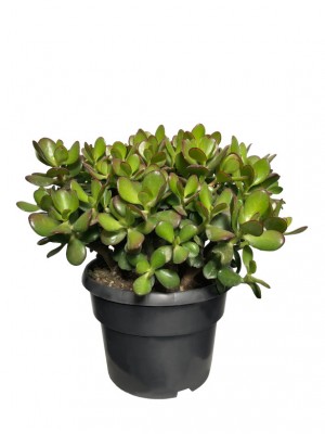 Crassula Ovata XL