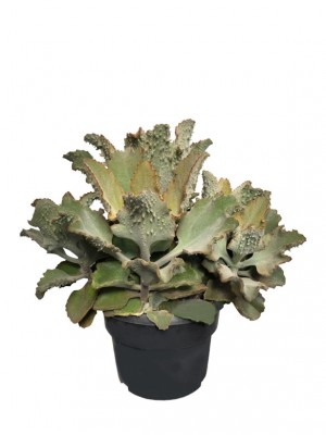 Kalanchoe Beharensis XL