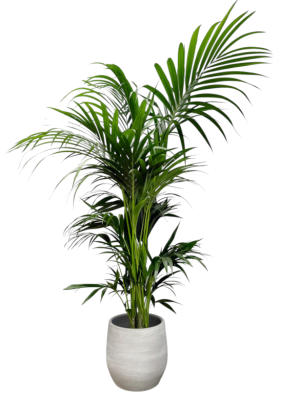Kentia  con cubre maceta