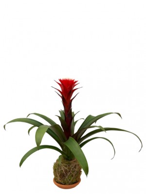 Guzmania bicolor en Kokedama