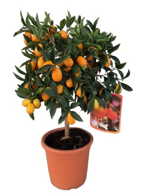 Kumquat Enano