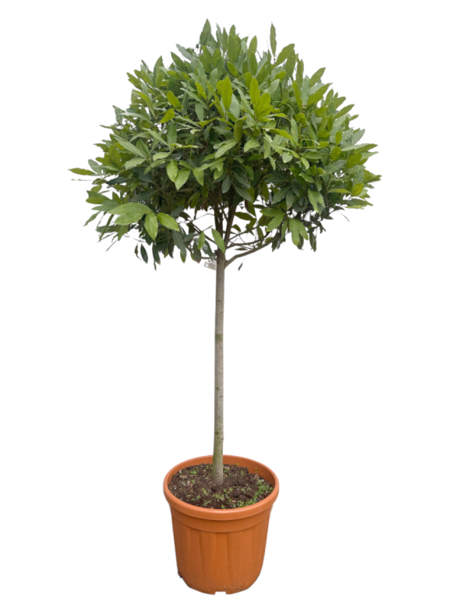 Laurel Arbol 2M