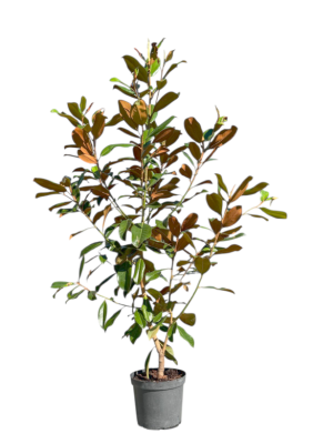 Magnolia grandiflora