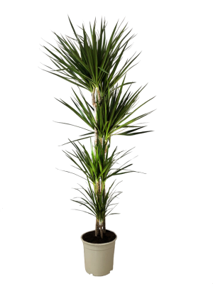 Dracaena Marginata M30 (DISPONIBLE SOLO PARA MADRID)