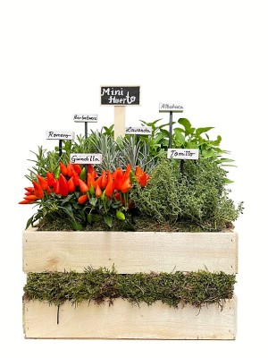 Mini huerto de seis aromáticas