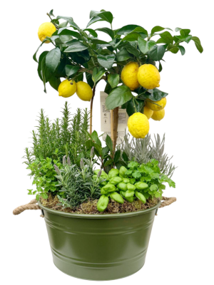 Mini huerto de aromáticas variadas con citrus Limetta rossa