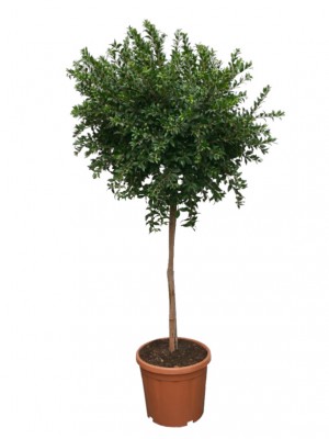 Mirto árbol M30