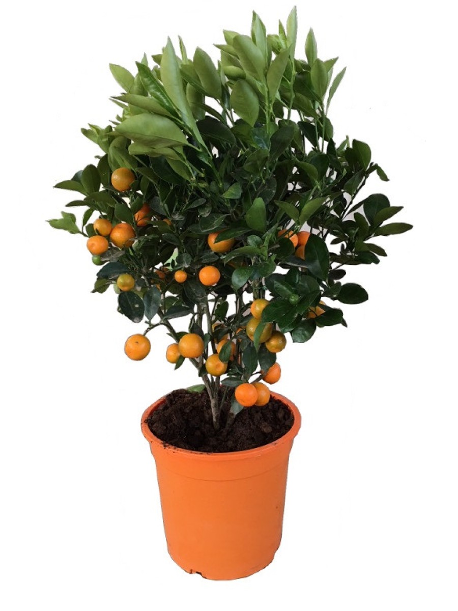 Naranjo  calamondin