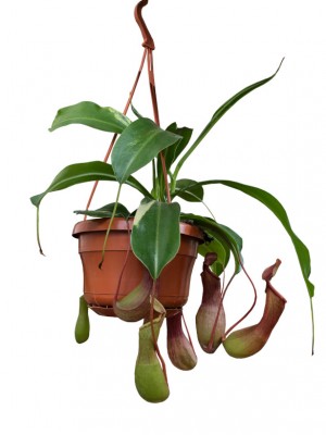 Nepenthes