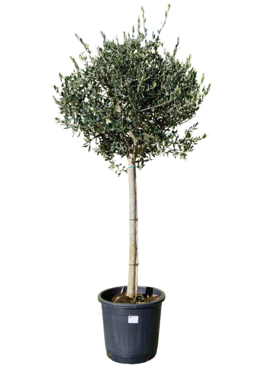 Olivo Árbol M40 