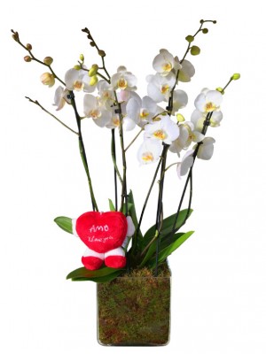 Orquídeas blancas San Valentín