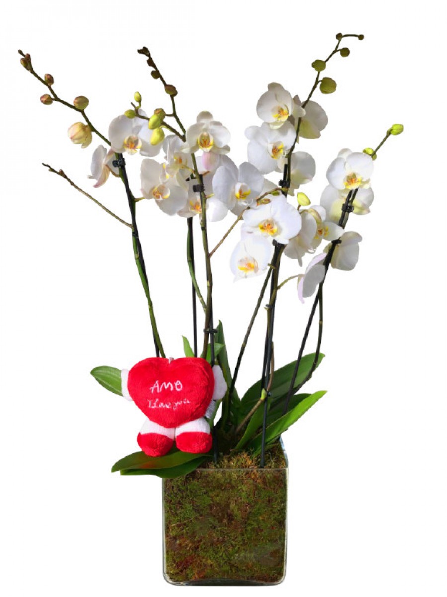 Orquídeas blancas San Valentín