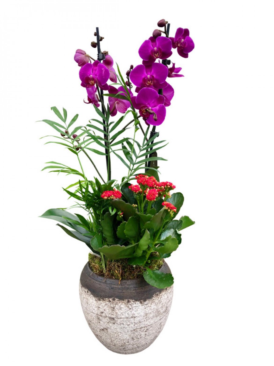 Maceta de cerámica con orquídea morada y plantas variadas