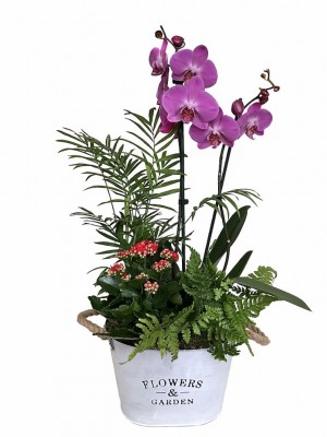 Orquídea morada con plantas variadas en latón