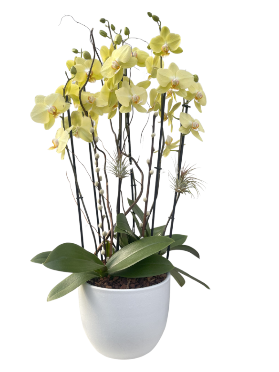 Centro de orquídeas amarillas decoradas con tillandsias en cerámica 