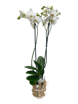 orquídea blanca en maceta decorativa