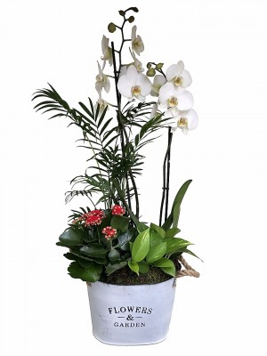 Centros de Orquídeas para regalar en los momentos más importantes