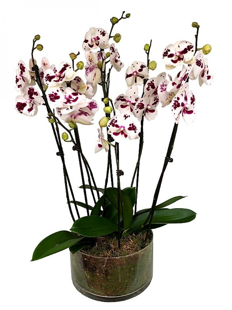 3 orquídeas de 2 varas en vaso de cristal