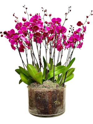 Centro de 10 orquídeas moradas en cristal