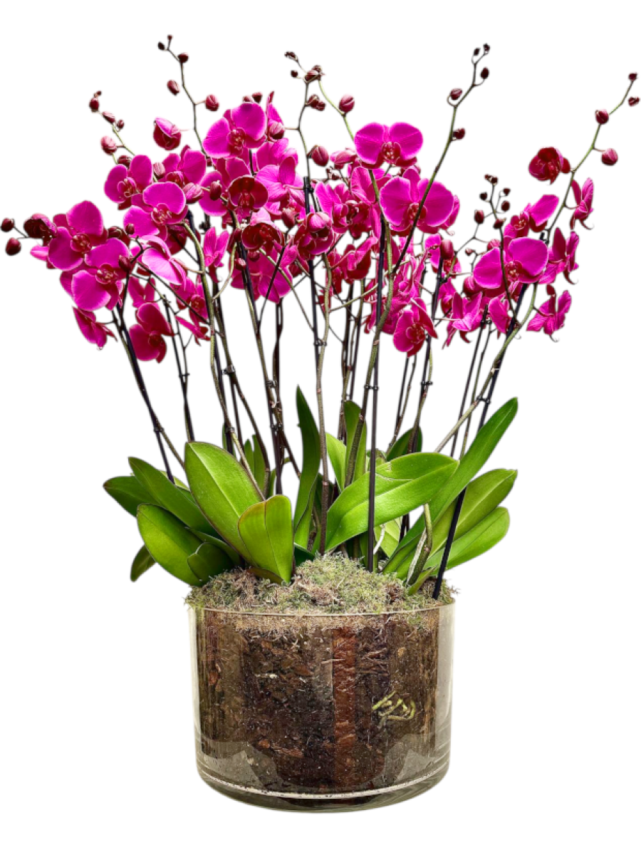 Centro de 10 orquídeas moradas en cristal Centro de 10 orquídeas moradas en cristal