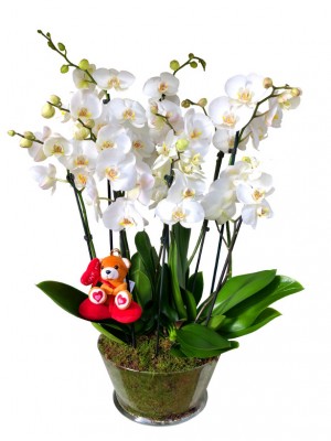 5 orquídeas San Valentín en cristal