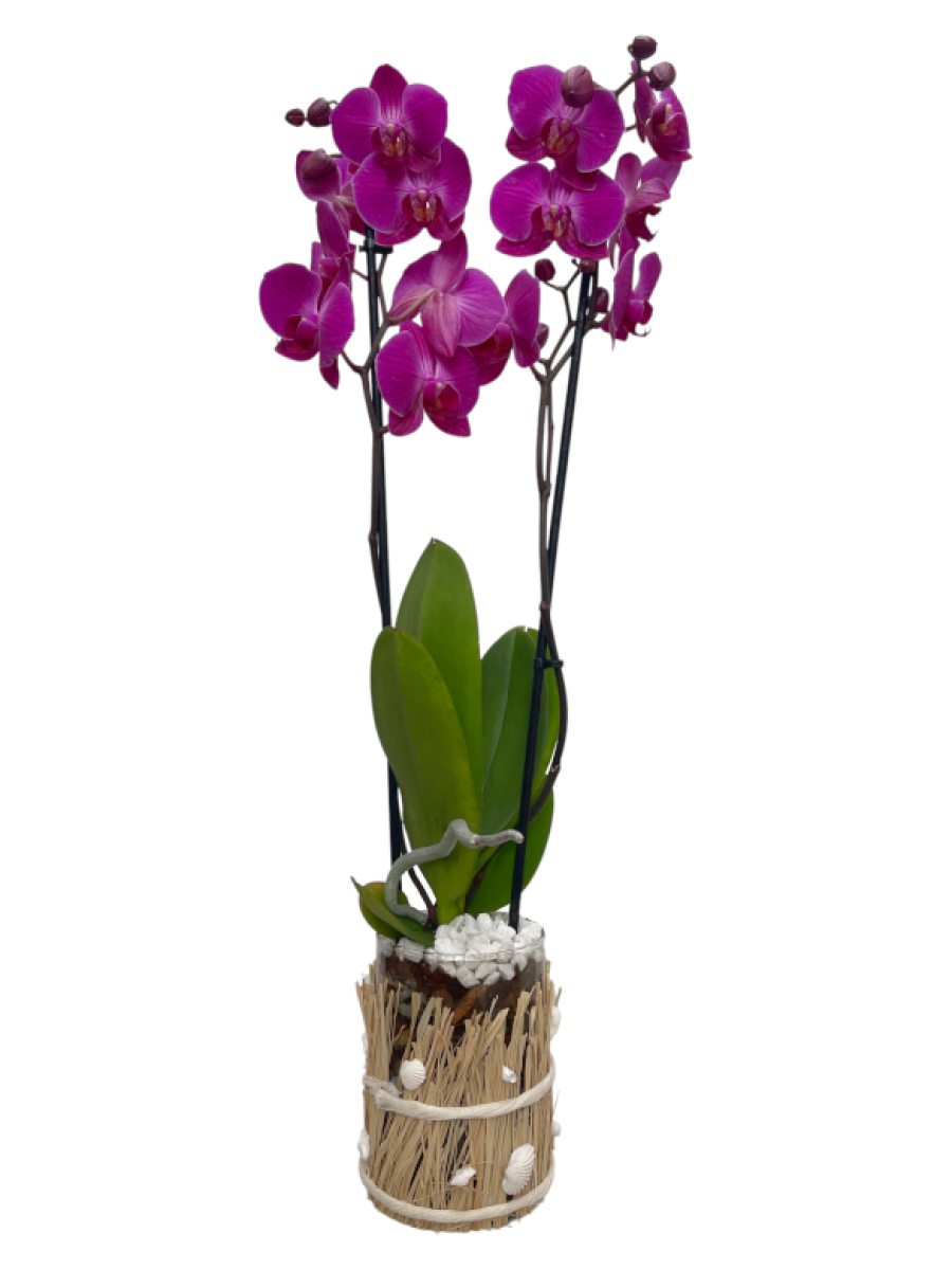 orquídea en maceta decorativa