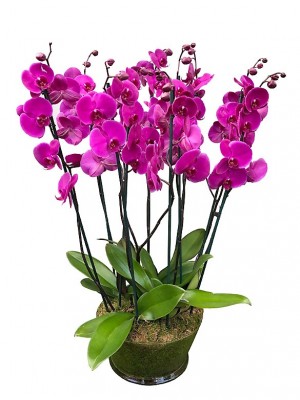 5 orquídeas moradas de 2 varas en cristal