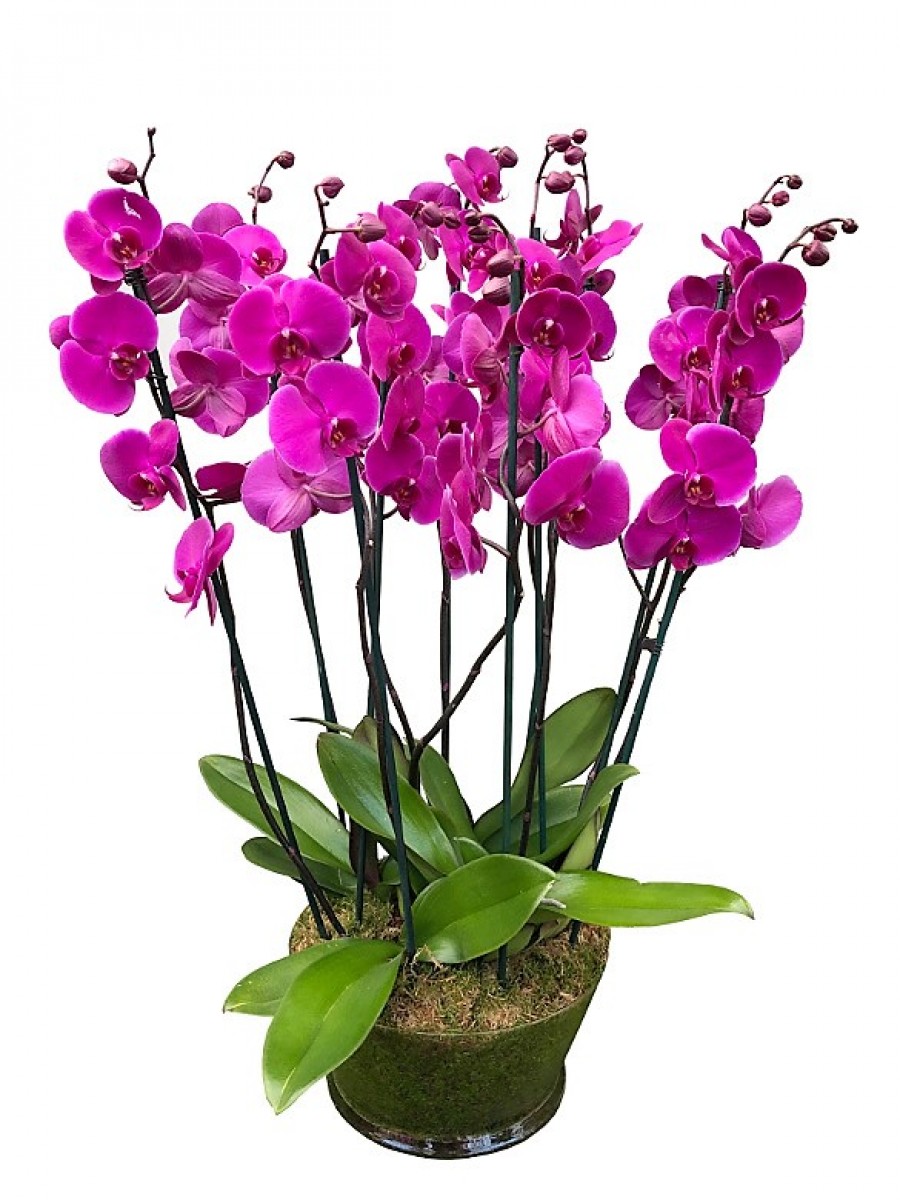 5 orquídeas moradas de 2 varas en cristal
