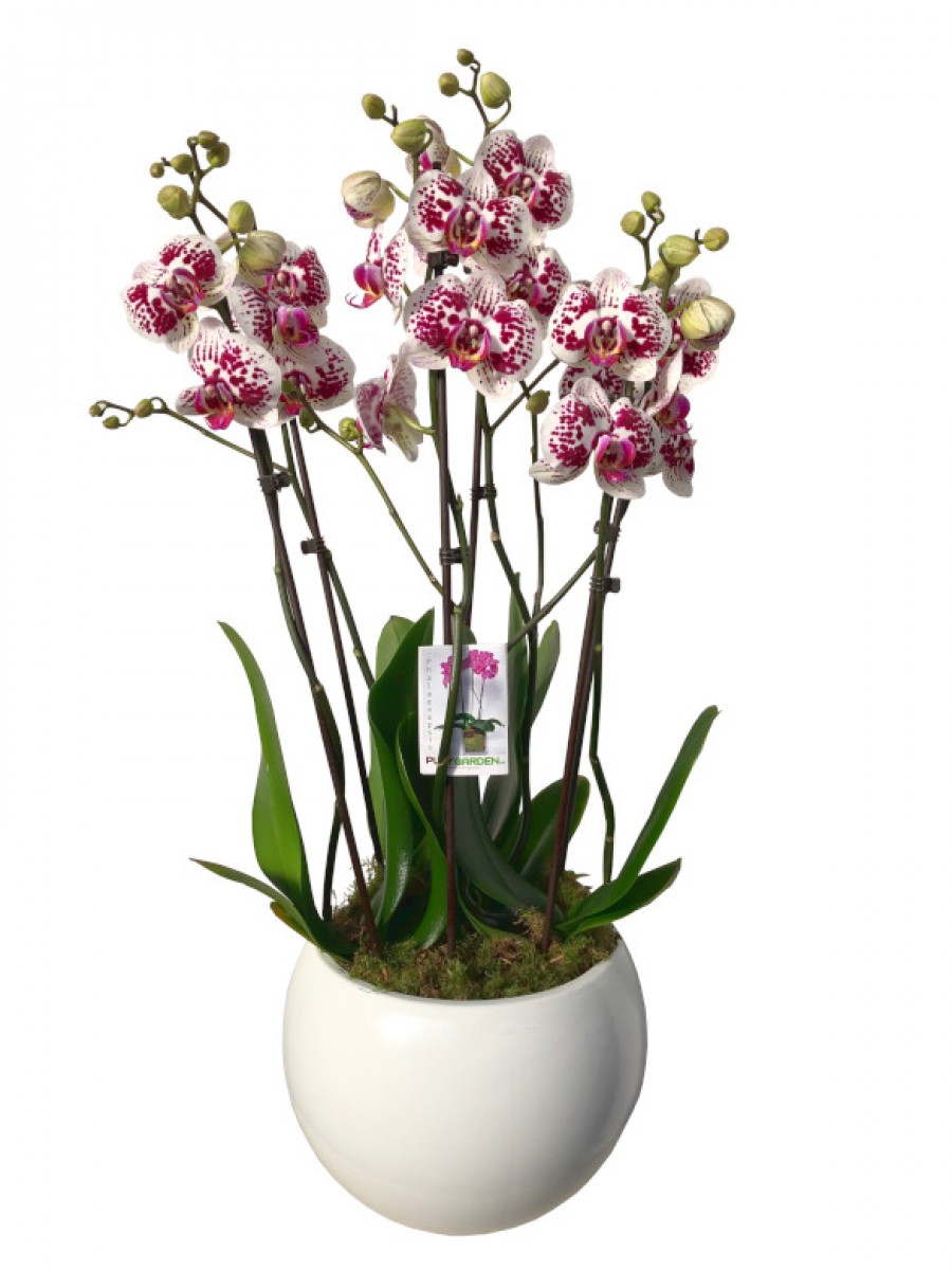 Centro de orquídeas en cerámica blanca