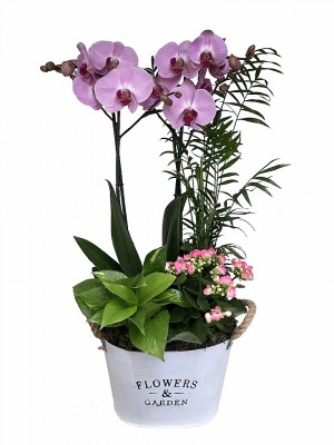 Orquídea rosa con plantas variadas en latón