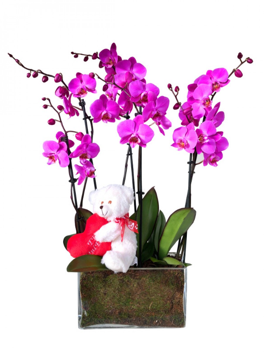 Orquídeas moradas San Valentín