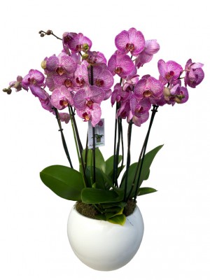 Centro de orquídeas rosas en cerámica